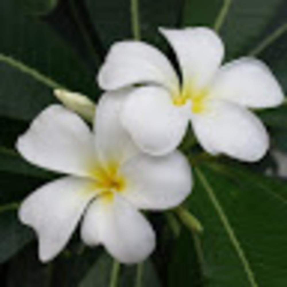 Meet your Posher, Tracey